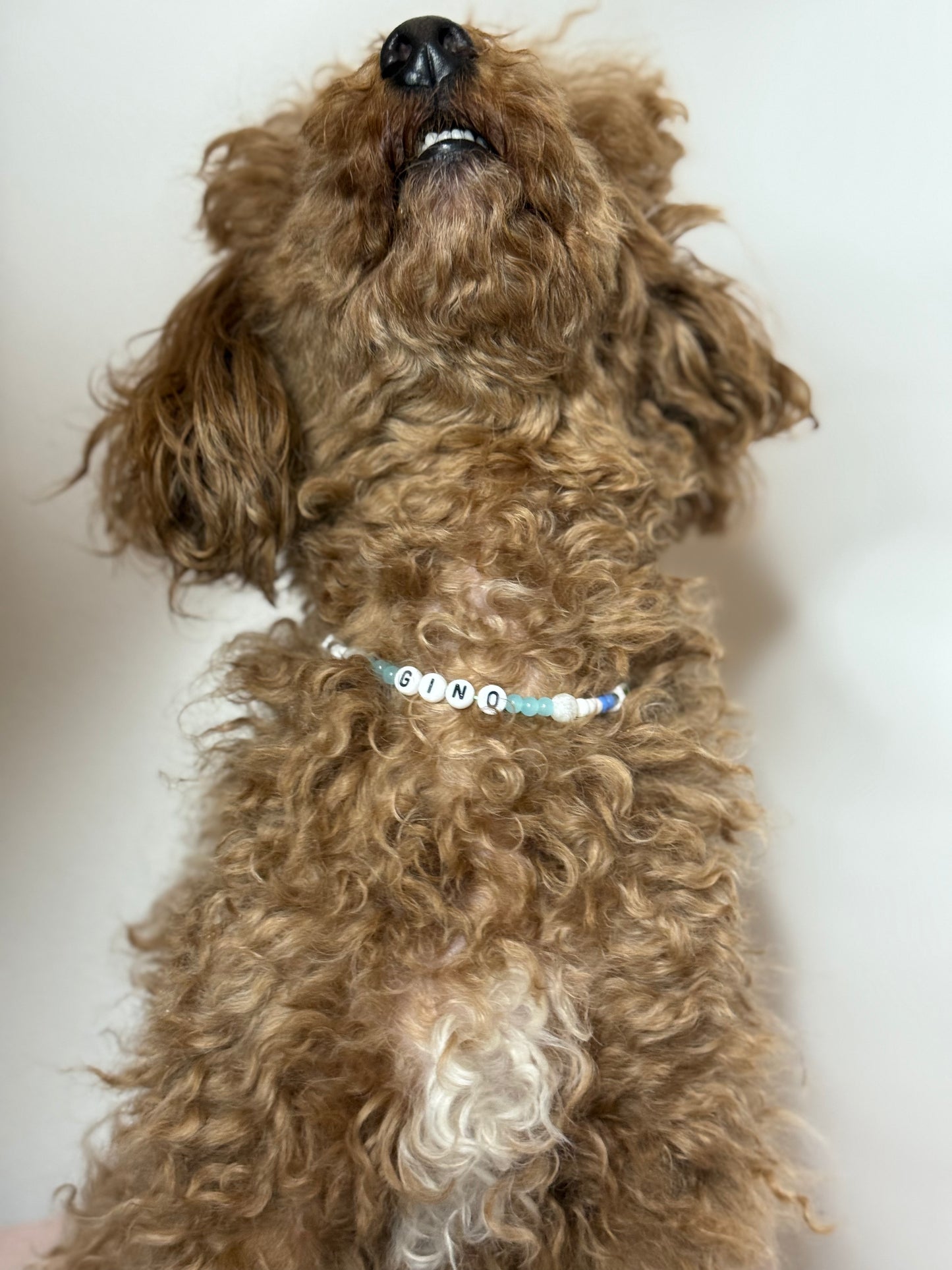 Gioielli per il tuo pet